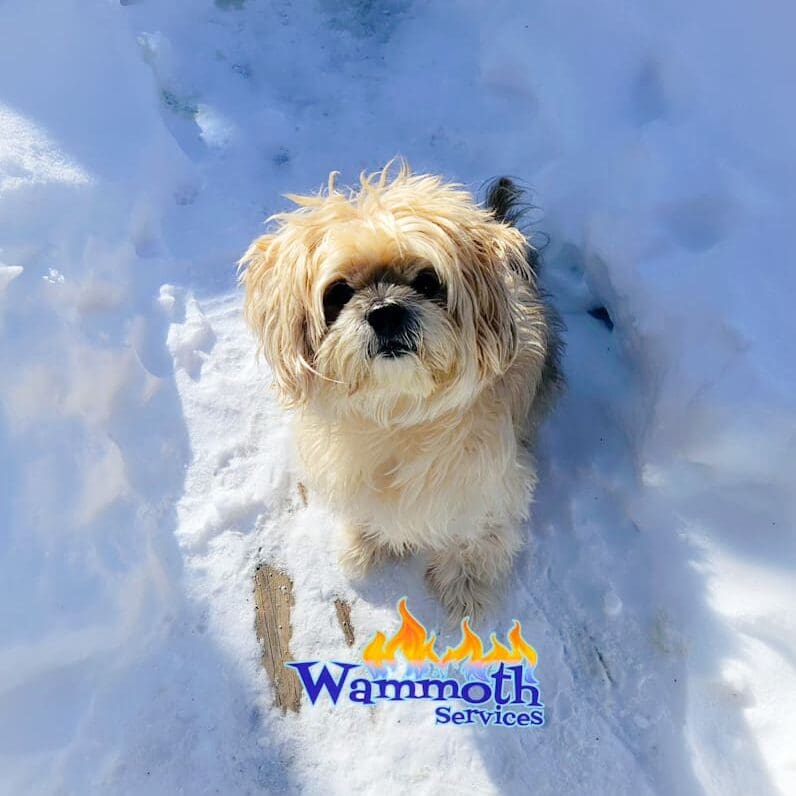 little white dog in the snow staring at the camera